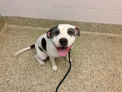 A white and black dog with floppy ears sitting on a carpeted floor, wearing a black leash.
