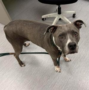 MAGNOLIA, Pit Bull Terrier / Mixed Breed, adult, available for adoption