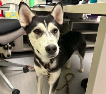 LUNA, Siberian Husky, young, available for adoption