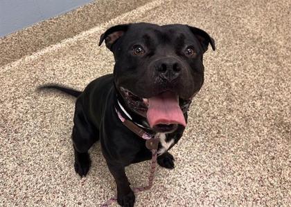 ELI, Pit Bull Terrier / Mixed Breed, adult, available for adoption