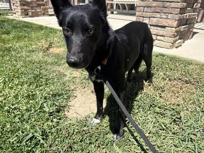 SPIDEY, Border Collie / Mixed Breed, adult, available for adoption