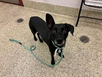 BRODY, Terrier / Mixed Breed, adult, available for adoption