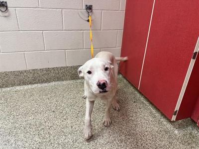 KING, Pit Bull Terrier / Labrador Retriever, young, available for adoption