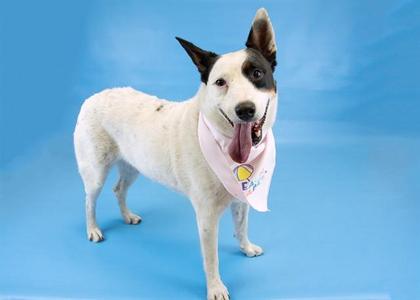 A white dog with black ears and a black patch around its left eye, wearing a pink bandana with a yellow and blue design, standing on a blue background.