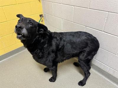 KAYLANI, Labrador Retriever, adult, available for adoption