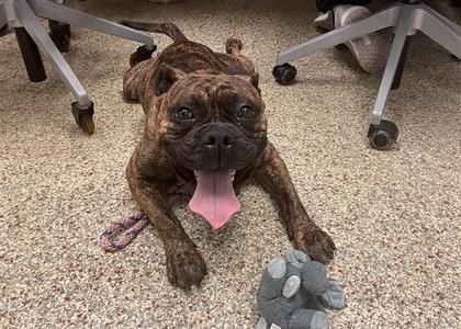 MAJOR, American Bulldog / Mixed Breed, adult, available for adoption