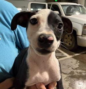 GEDDY LEE, Pit Bull Terrier / Chihuahua, puppy, available for adoption