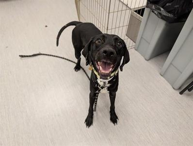 ASHER, Pointer / Mixed Breed, young, available for adoption