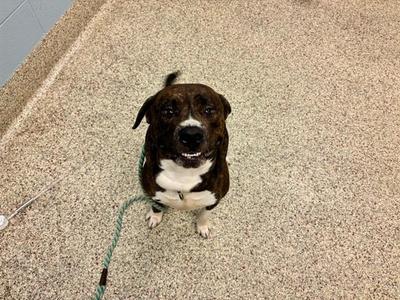 A brown and white dog sitting on a carpeted floor, looking up at the camera with a happy expression. The dog is wearing a green leash.