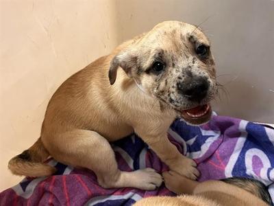 MADISON, Mastiff / Mixed Breed, puppy, available for adoption
