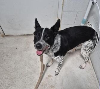 A black and white dog with a speckled coat standing on a concrete floor, looking up with its mouth open and tongue out.