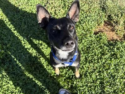 MAX, Australian Cattle Dog / Blue Heeler / Mixed Breed, young, available for adoption