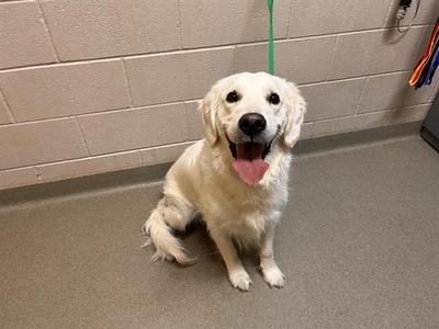 A golden retriever dog sitting on a gray floor with its tongue out, looking at the camera.