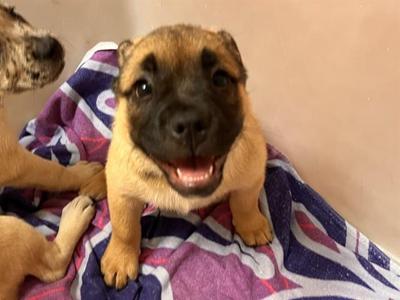 MADDIE, Mastiff / Mixed Breed, puppy, available for adoption