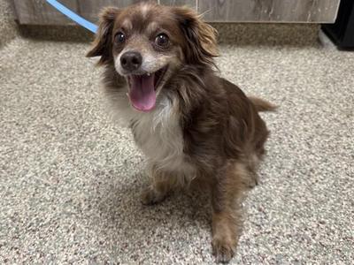 DUTCHESS, Chihuahua / Mixed Breed, senior, available for adoption