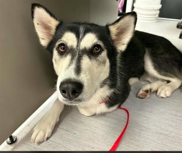 ROXCY, Siberian Husky, young, available for adoption