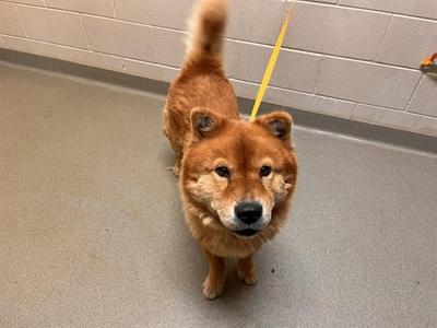 A brown dog with a fluffy tail and a yellow leash standing on a gray floor.
