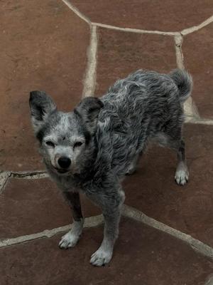 A gray, scruffy dog standing on a stone patio.