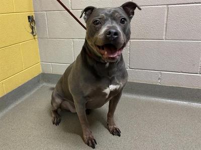 DIAMOND, Pit Bull Terrier, adult, available for adoption