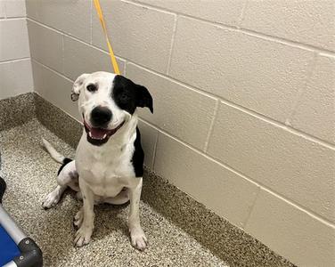 A black and white dog sitting on a tiled floor, looking up with a happy expression.