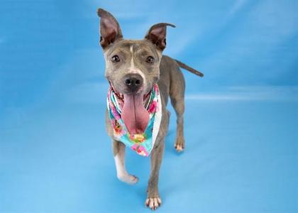 a dog wearing a bandana
