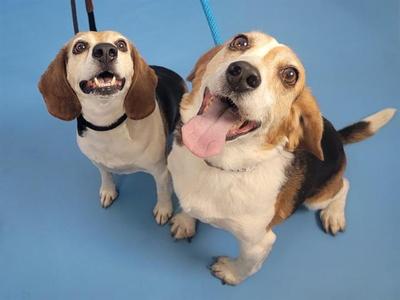 Two beagle dogs standing on a blue background, looking up with their tongues out.