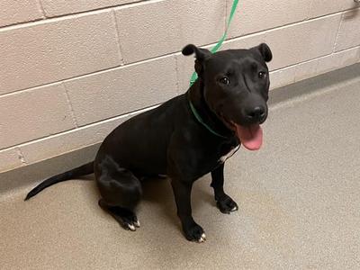 GENEVA, Pit Bull Terrier / Labrador Retriever, adult, available for adoption