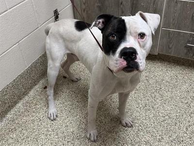 A white dog with black markings on its head and back, standing on a tiled floor in a room with a brick wall and a wooden cabinet in the background.