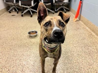 CHAPO, Pit Bull Terrier / Mixed Breed, adult, available for adoption