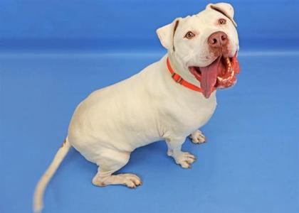 A white dog with a red collar sitting on a blue background, smiling with its mouth open.