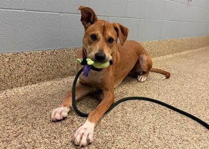 KODI, American Staffordshire Terrier / Great Pyrenees, young, available for adoption
