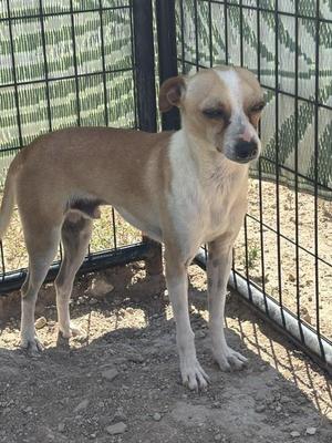 A small brown and white dog standing in a fenced enclosure.
