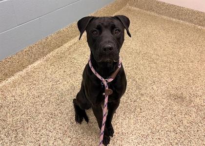 JACK SPARROW, Pit Bull Terrier / Mixed Breed, young, available for adoption