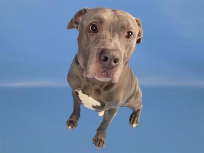 A gray pit bull dog with a white chest patch is standing on a blue background, looking directly at the camera.