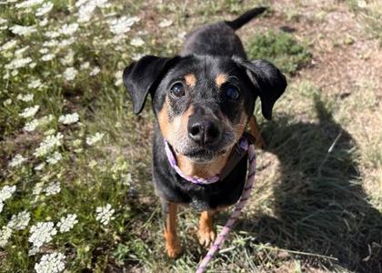 BIDWELL, Jack Russell Terrier / Mixed Breed, senior, available for adoption