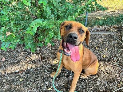 CORA, Mastiff / Mixed Breed, young, available for adoption
