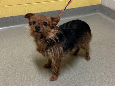 LUNA, Yorkshire Terrier / Chihuahua, adult, available for adoption