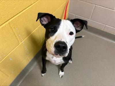 POPPY, Pit Bull Terrier / Foxhound, young, available for adoption