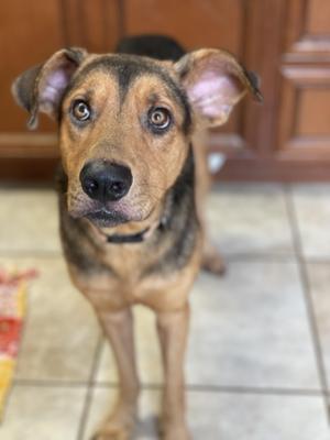 Angus, Mixed Breed, adult, available for adoption