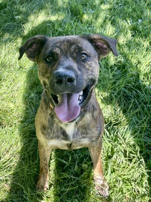 Jake, Plott Hound, young, available for adoption