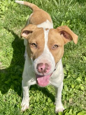 Abigail, Mixed Breed, young, available for adoption