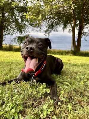 Cesar (in foster), Pit Bull Terrier, adult, available for adoption