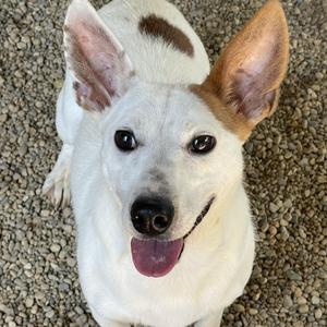 Fin, Jack Russell Terrier, young, available for adoption