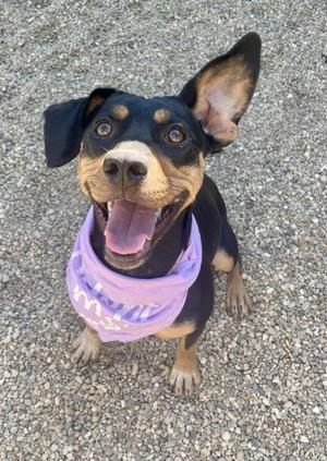 A happy dog wearing a purple bandana, standing on a gravel surface.