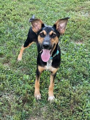 A black and tan dog with large ears and a pink tongue sticking out, standing on grass.