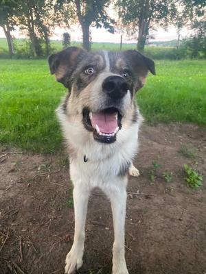 Chester, Australian Shepherd / Great Pyrenees, young, available for adoption