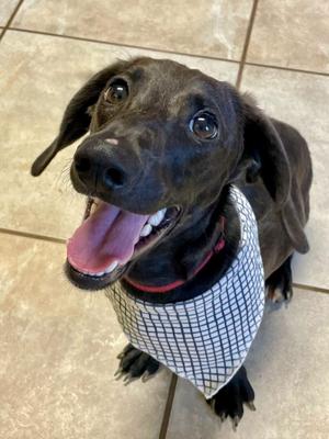 Jett, Dachshund, young, available for adoption