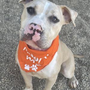 Jackson, Pit Bull Terrier, adult, available for adoption
