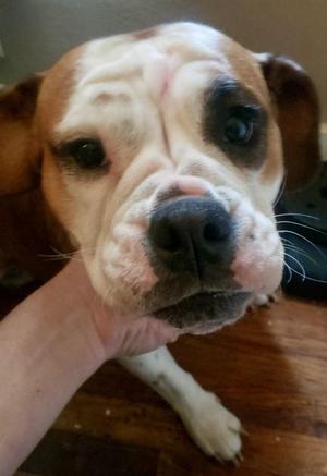 Beans (& Sprout) - bonded, English Bulldog, young, available for adoption
