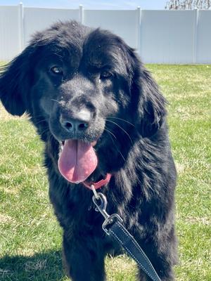Journey, Newfoundland Dog, young, available for adoption